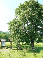 Kaštan J.G.Mendela pod Veselským kopcem - když jdeš k němu